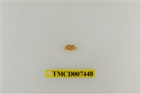 藏品(拉氏清溪蟹)的圖片